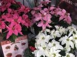 入荷してます｜「フローリスト花彩」　（大阪府大阪市東淀川区の花キューピット加盟店 花屋）のブログ